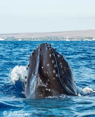 Humpback Whale Spyhop  3