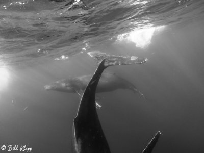 Humpback Whales Underwater  5