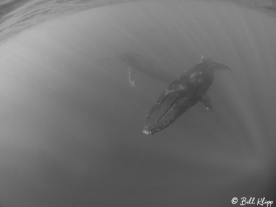 Humpback Whale Underwater  8