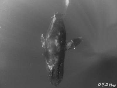 Humpback Whale Underwater 10