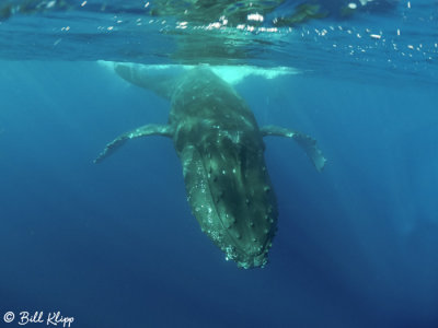 Humpback Whale Underwater  12