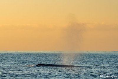 Humpback Whale Sunrise 2