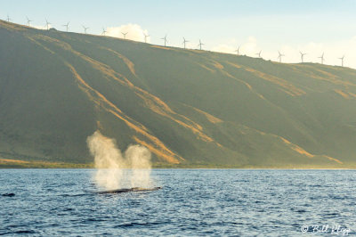 Humpback Whale Blow at Sunrise  1
