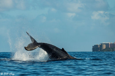 Humpback Whale Tail Slap  1