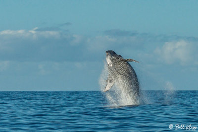 Humpback Whale Breaching  2