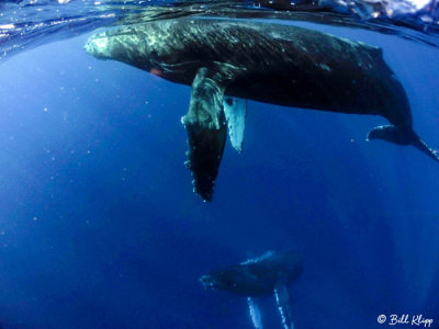 Humpback Whales Underwater  13