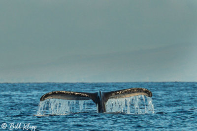 Humpback Whale Fluke  7