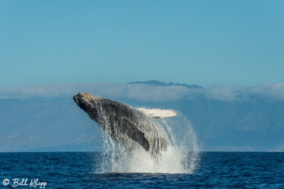 Humpback Whale Breaching  1