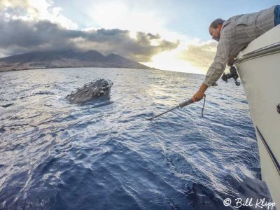 Humpback Whale Mugging 5