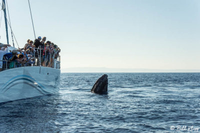 Whale Watching off Maui  4