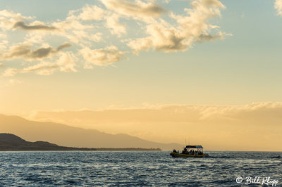 Whale Watching off Maui  3