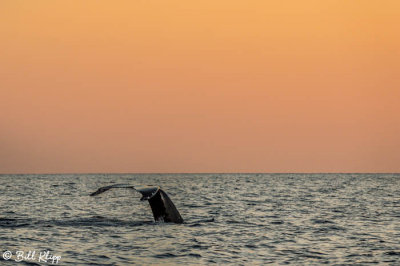 Humpback Whale Fluke at Sunset  1