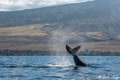 Humpback Whale Tail Slap  4