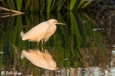 Snowy Egret 29