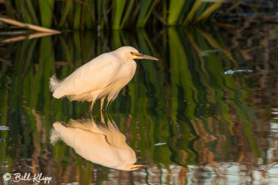 Snowy Egret  29