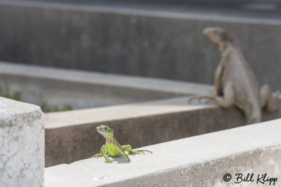 Green Iguana  5