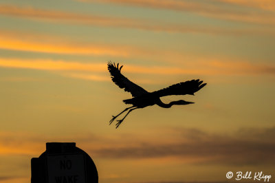 Great Blue Heron Sunset  8