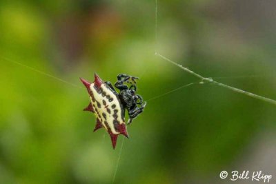 Orb-Weaver Spider 1