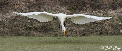 Great White Egret  6