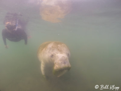 Manatee 6