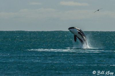 Orca Breaching  1