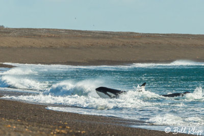Orca Practicing Beach Stranding  1