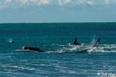 Orcas  Attacking a Southern Right Whale  3