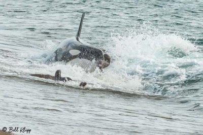 Orca Attack  16