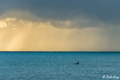 Orca Sunrise  2