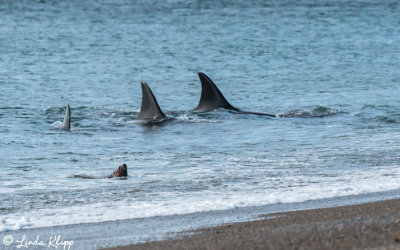 Orcas Hunting  4