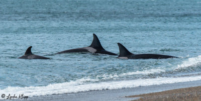 Orcas Hunting  5