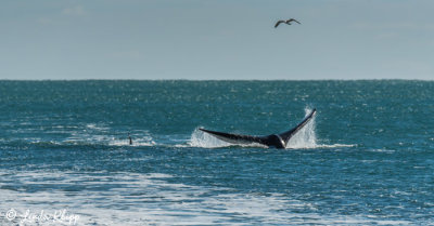 Orcas Attacking a Southern Right Whale  8