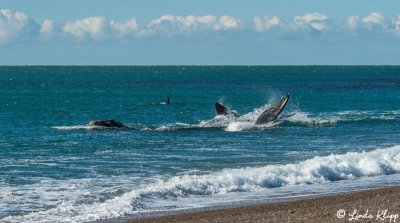 Orcas Attacking a Southern Right Whale  10