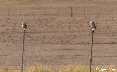 Burrowing Owls  22