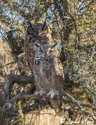 Great Horned Owl, Estancia La Ernestina  8