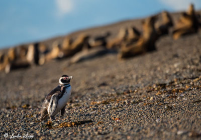 Magellanic Penguins, Estancia La Ernestina  19