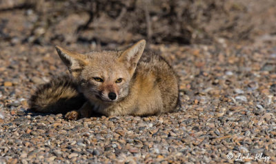 Grey Fox   4