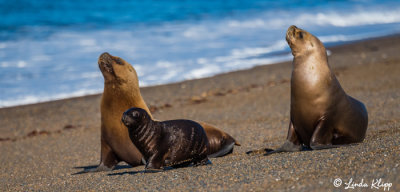 Southern Sea Lion  23