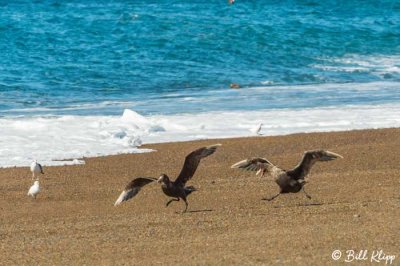 Giant Petrel  7