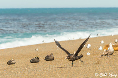 Giant Petrel  6