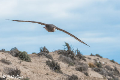 Giant Petrel  5