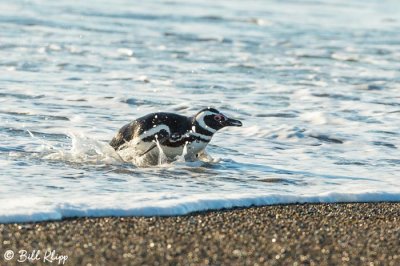 Magellanic Penguins, Estancia La Ernestina  20