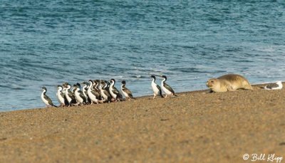 Blue Eyed Shags   3