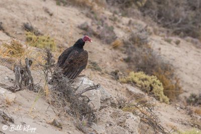 Turkey Vulture  1