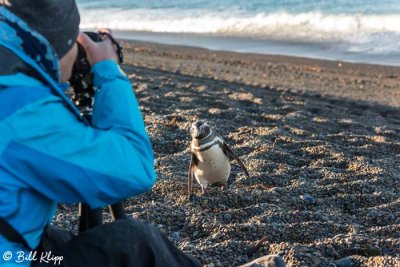 Magellanic Penguins, Estancia La Ernestina  21