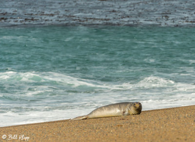 Southern Elephant Seal Pup  10