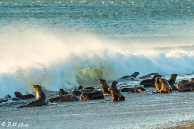 Southern Sea Lions  24