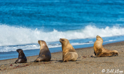 Southern Sea Lions  26