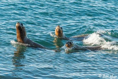 Southern Sea Lions  28