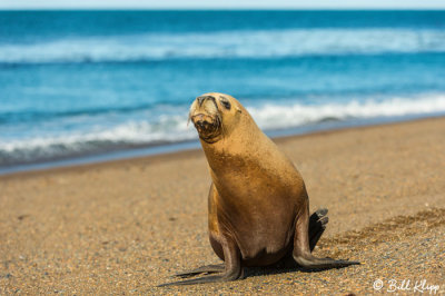 Southern Sea Lions  29